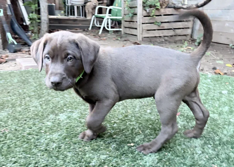A baby large-sized male Labrador Retriever dog named Hero Valley for adoption in Fort Worth, TX