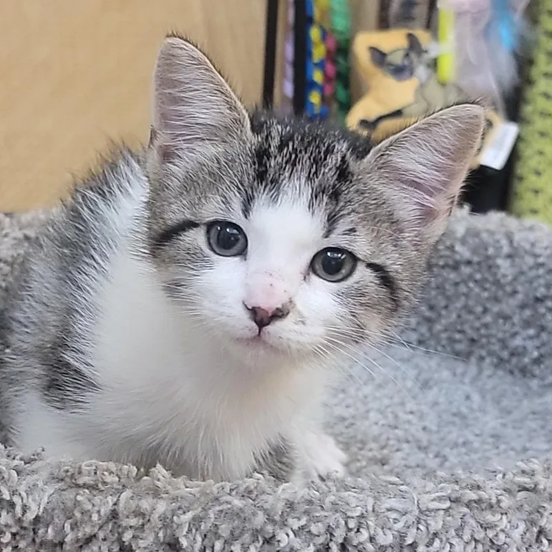 A baby small-sized male Black Domestic Short Hair cat named Gizzmo for adoption in Santa Fe, TX