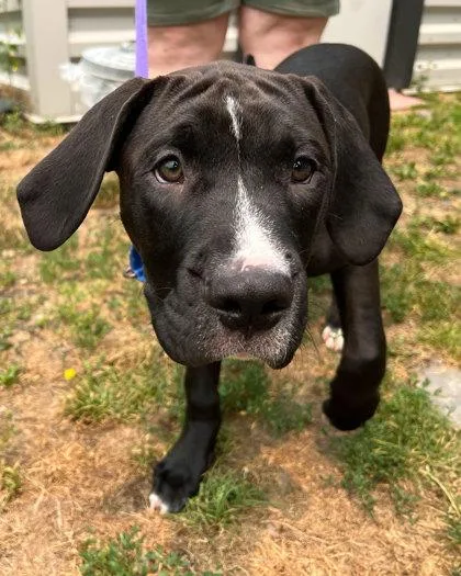 A baby large-sized male Labrador Retriever dog named Pontoon for adoption in Elmira, NY