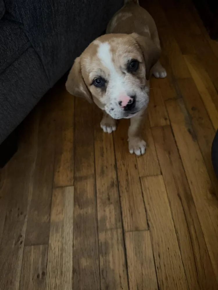 Loonette thumbnail 2