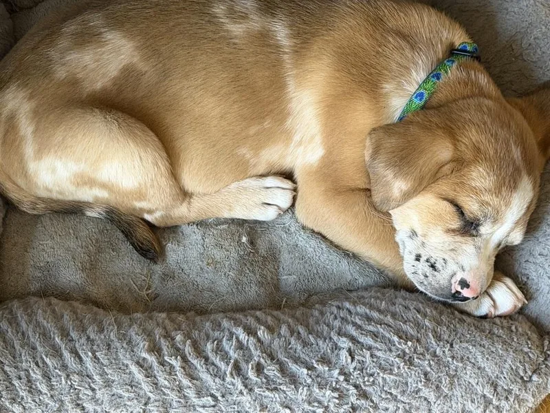 Loonette thumbnail 3