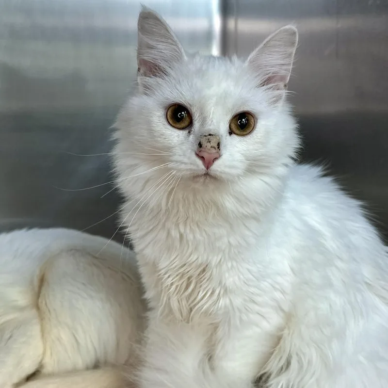 A young small-sized female White Domestic Long Hair cat named Latte for adoption in Matteson, IL