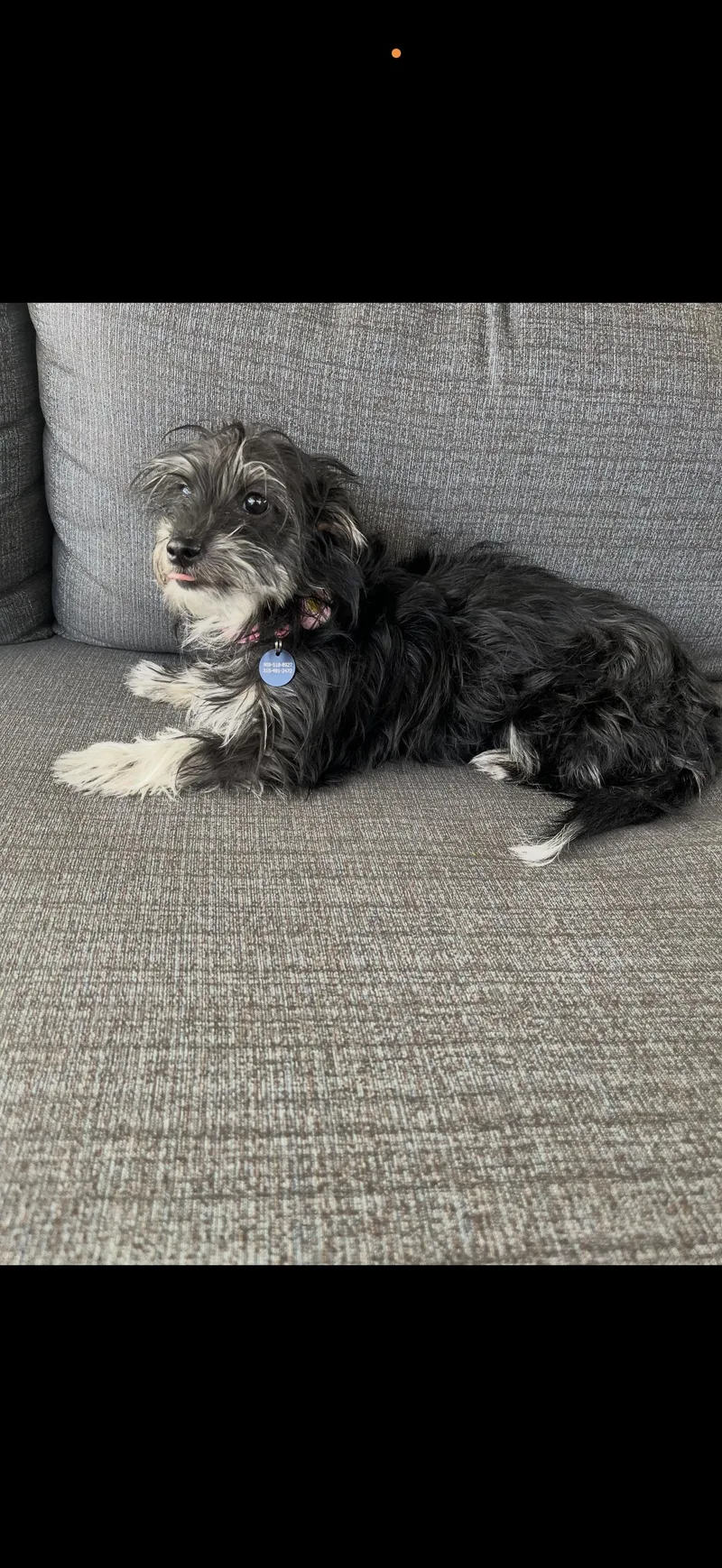 Pepper  The Sweet thumbnail 2