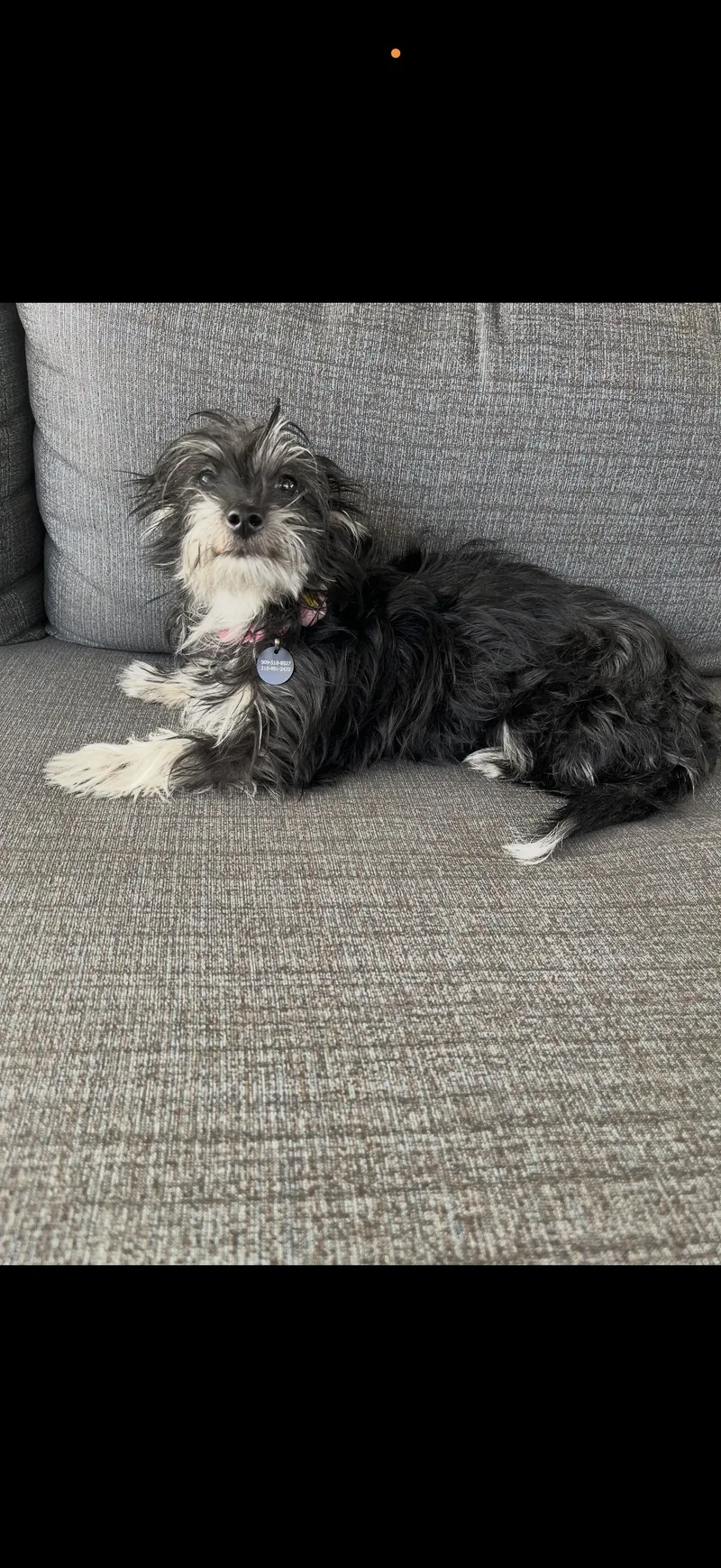 Pepper  The Sweet thumbnail 3