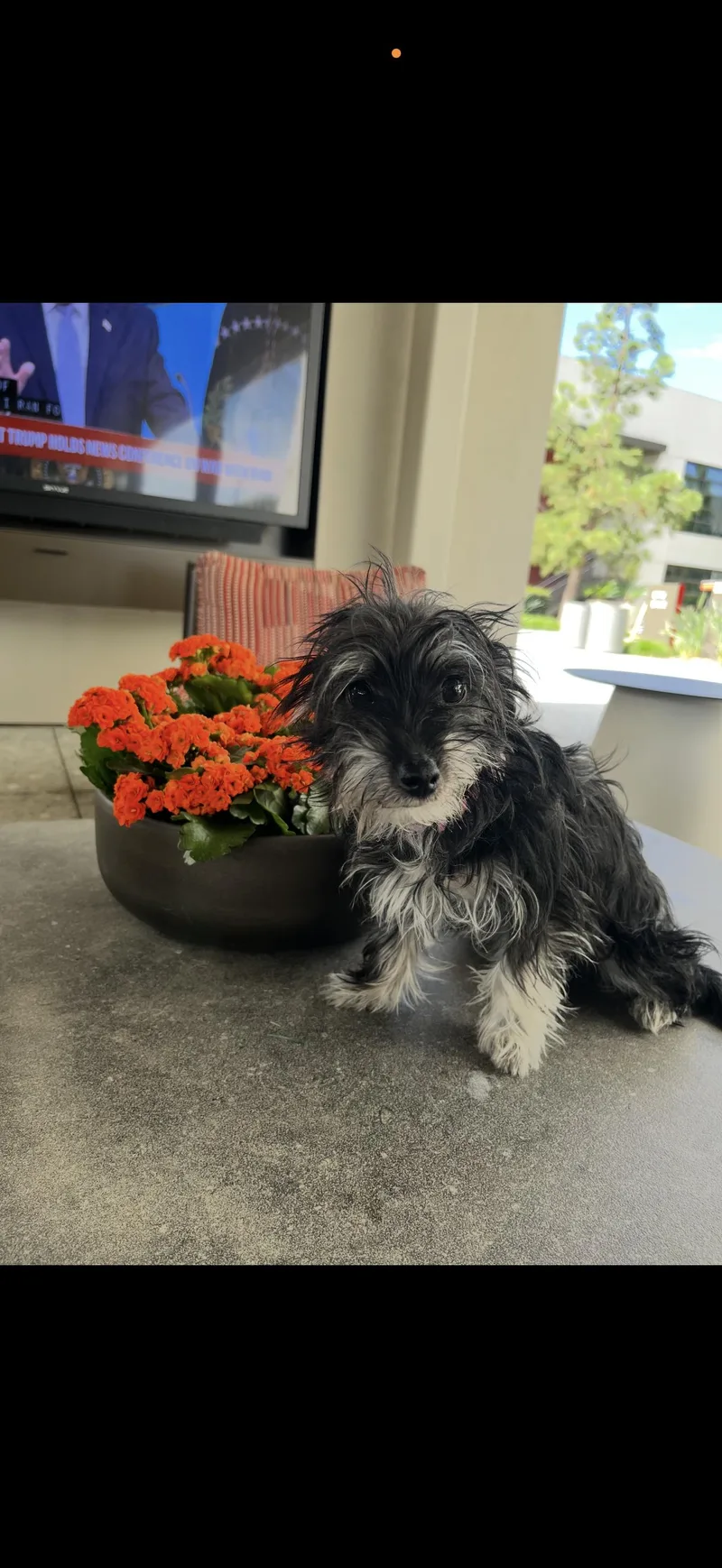 Pepper  The Sweet thumbnail 4