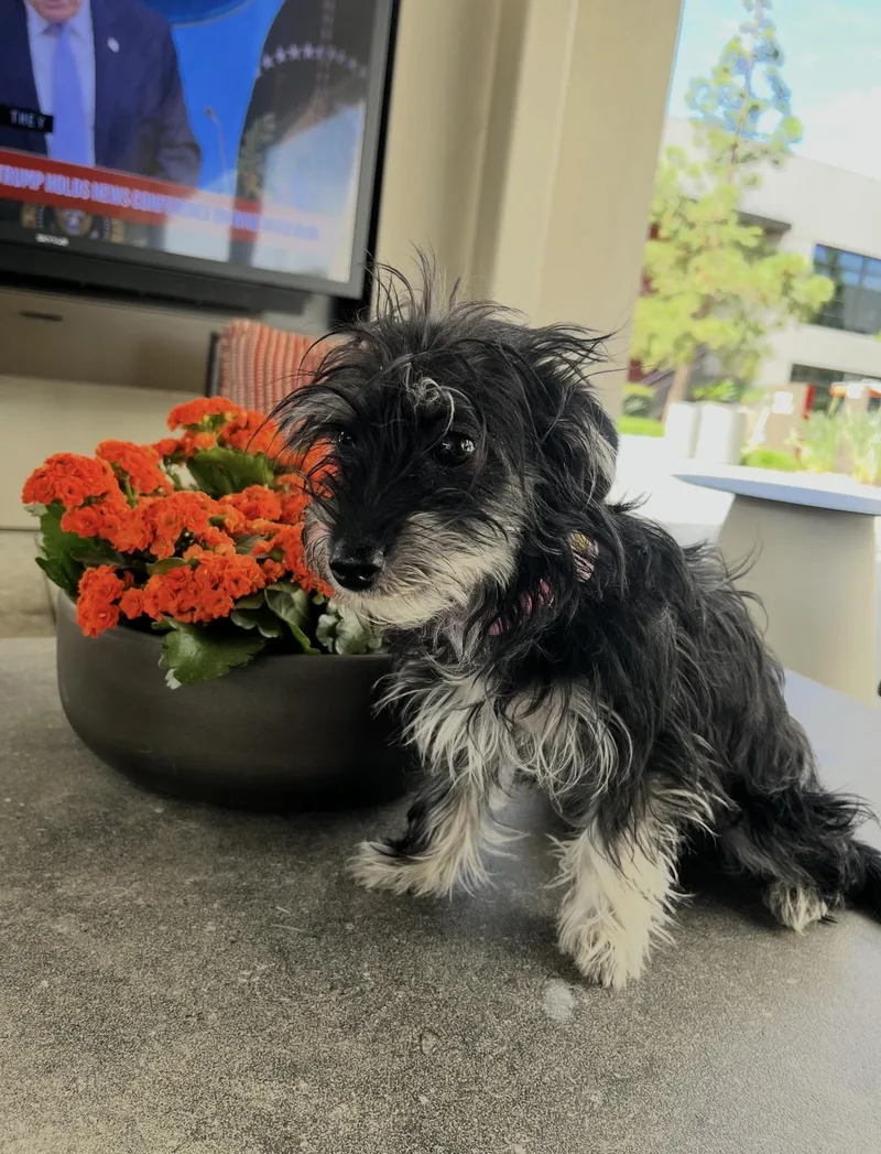 Pepper  The Sweet thumbnail 5