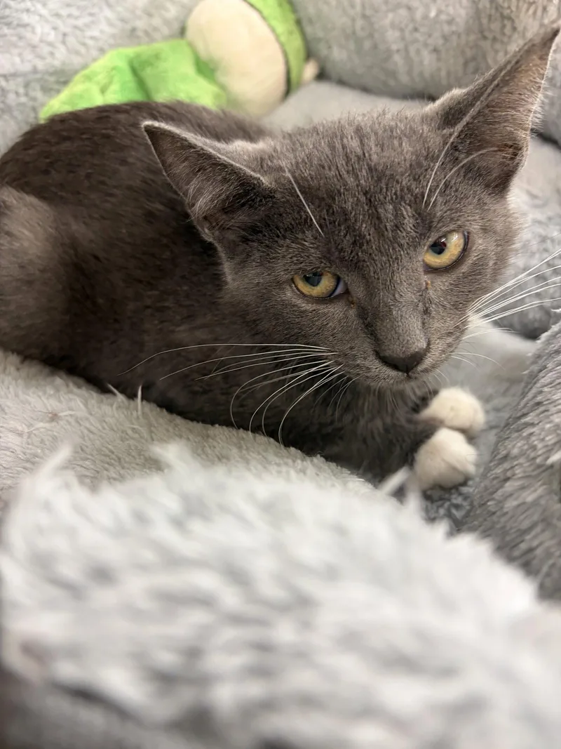 A young small-sized female Gray & White Domestic Short Hair cat named Polly for adoption in Smithtown, NY