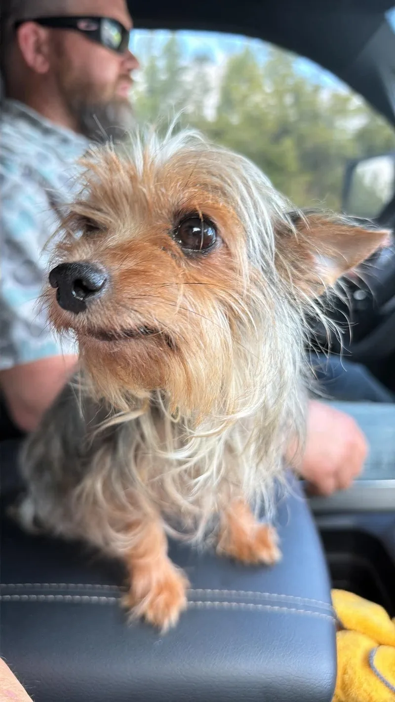 An adult small-sized female Yorkshire Terrier dog named Ballet for adoption in New Baltimore, MI