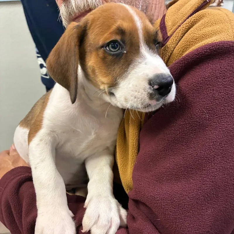 A baby small-sized male Beagle dog named Rowdy for adoption in Eureka Springs, AR