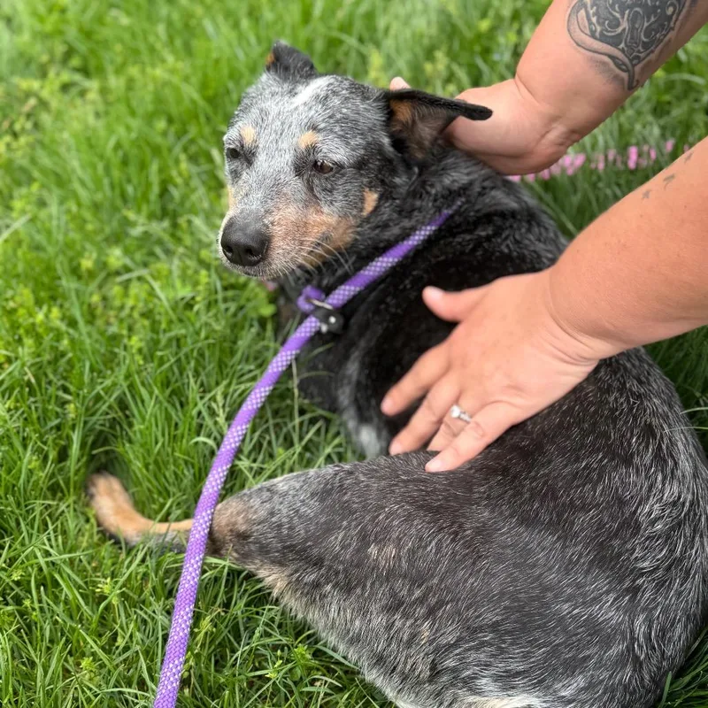 An adult large-sized female Gray / Blue / Silver Cattle Dog dog named Swiper for adoption in York, PA