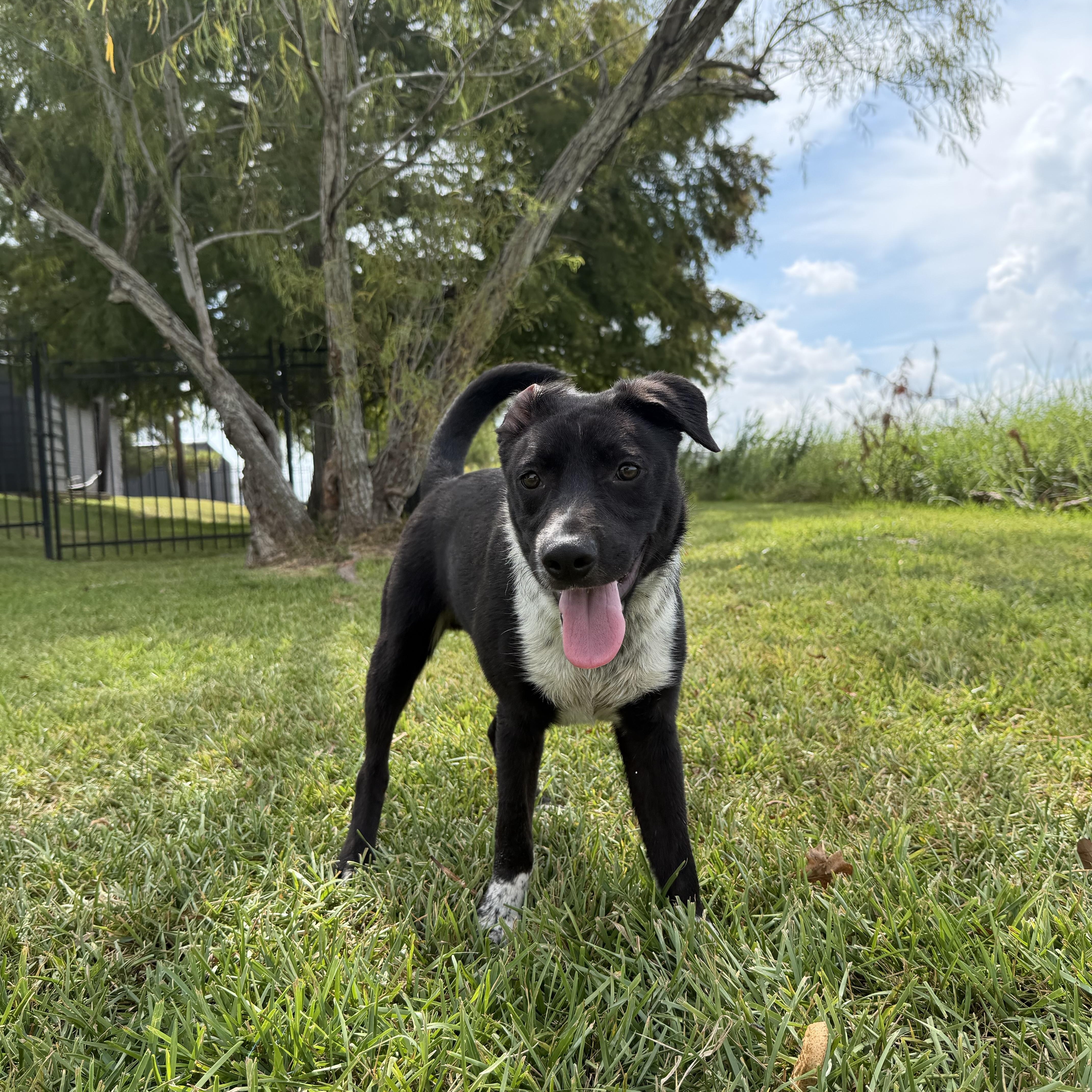 A baby medium-sized male Australian Shepherd dog named Louie for adoption in Pearland, TX