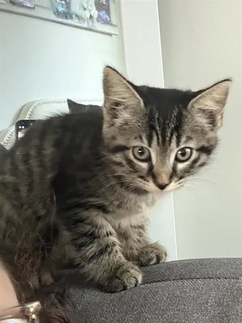 A baby small-sized female Domestic Short Hair cat named A for adoption in Charlotte, NC