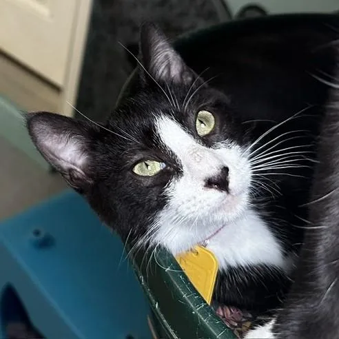 A baby medium-sized female Black & White / Tuxedo Tuxedo cat named Sarah  Cuteness and for adoption in Hoquiam, WA