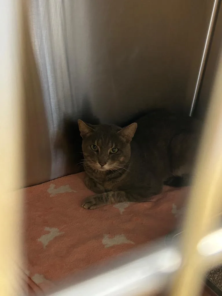 A baby large-sized male Abyssinian cat named South Main for adoption in Lockhart, TX