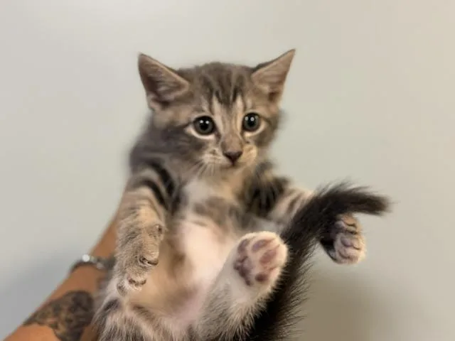 A baby small-sized female Domestic Short Hair cat named Marcy for adoption in Miami, FL