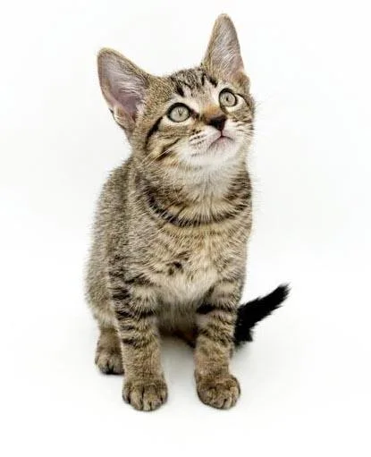 A baby small-sized male Tabby (Brown / Chocolate) Tabby cat named Zipper is WOW special for adoption in Bedford Hills, NY