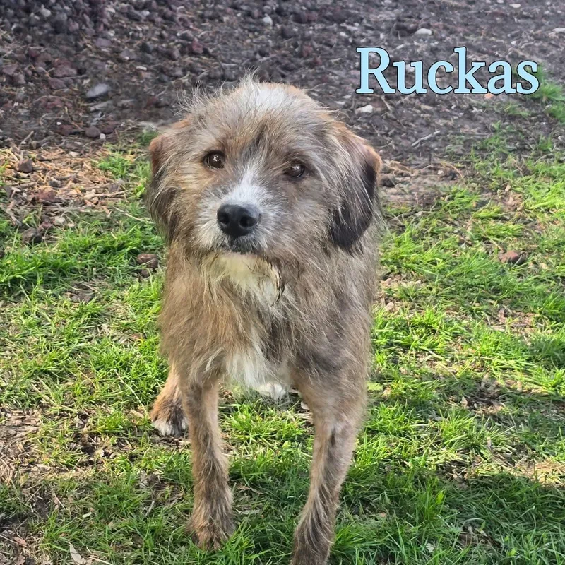 An adult medium-sized male Mixed Breed dog named Ruckus for adoption in Joliet, IL