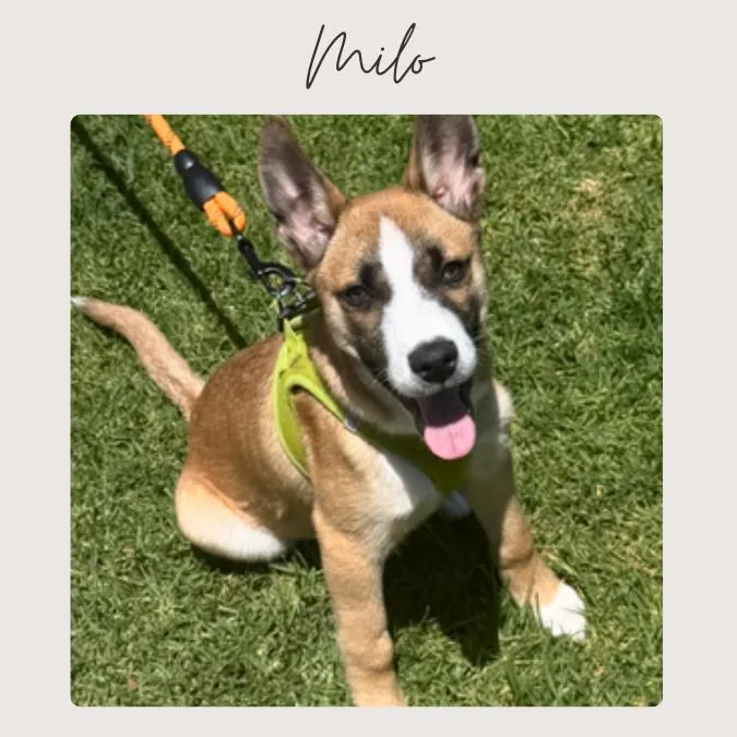 A baby small-sized male Yellow / Tan / Blond / Fawn Terrier dog named Milo for adoption in San Juan Capistrano, CA