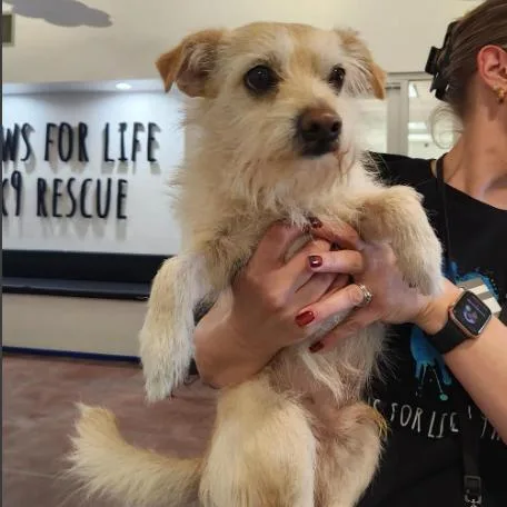 An adult small-sized male Yellow / Tan / Blond / Fawn Terrier dog named Dennis A for adoption in Mission Hills, CA
