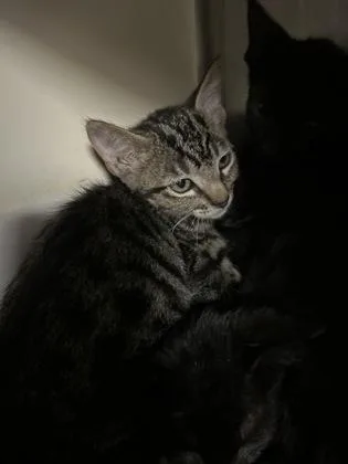 A baby medium-sized male Domestic Short Hair cat named President Pawsitive for adoption in Picayune, MS