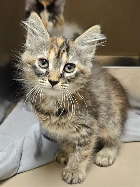 A baby medium-sized female Domestic Medium Hair cat named Gertrude for adoption in Clyde, NC
