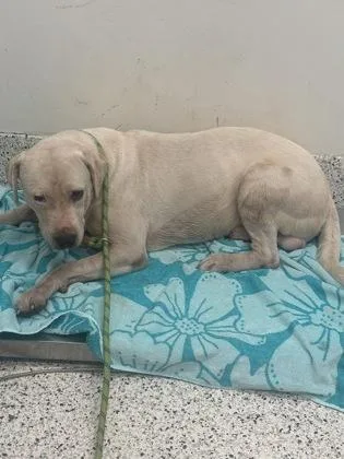 An adult large-sized male Pit Bull Terrier dog named Trappster for adoption in Atlanta, GA