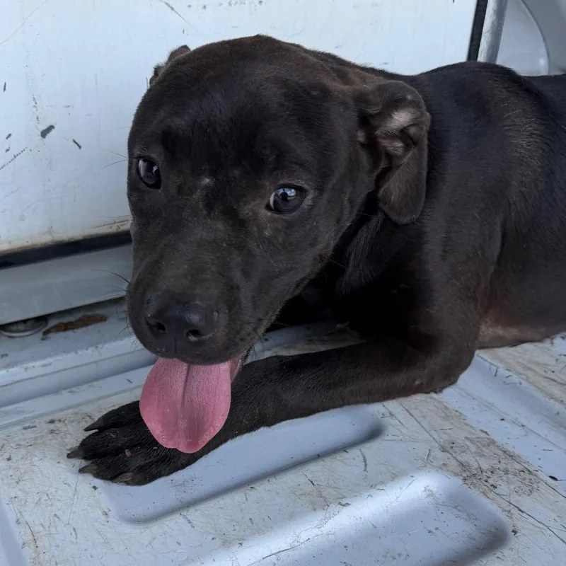 A young medium-sized female Black Pit Bull Terrier dog named Easterlie for adoption in Birmingham, AL