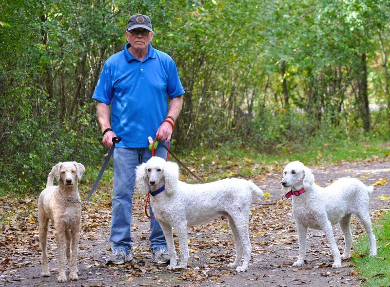 An adult medium-sized male Apricot / Beige Poodle dog named Bobo for adoption in Elk River, MN