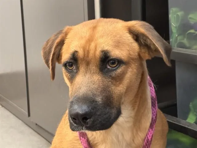 A young medium-sized female Black Mouth Cur dog named Liesel for adoption in Tucson, AZ