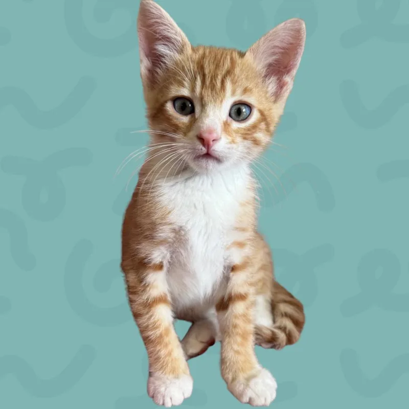 A baby small-sized male Orange / Red Domestic Short Hair cat named Emblem for adoption in Reno, NV