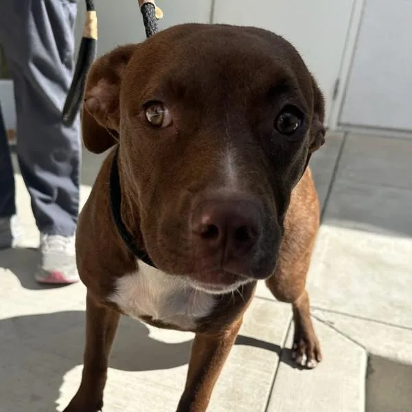 A young medium-sized female American Staffordshire Terrier dog named Cider for adoption in Walnut Creek, CA