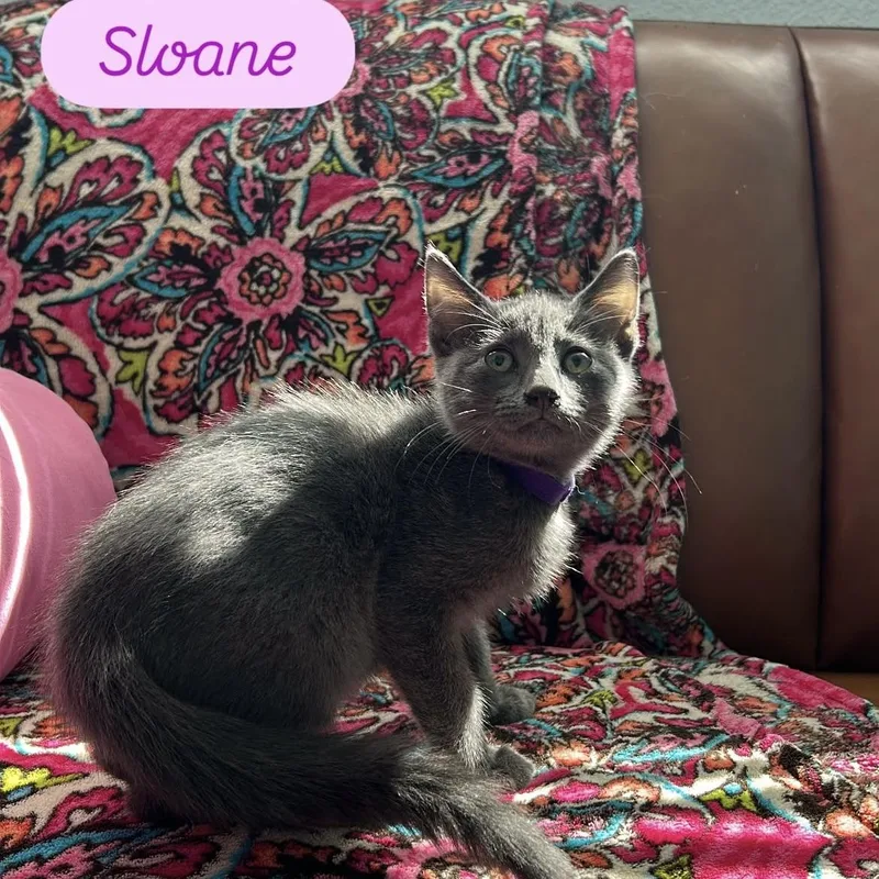 A baby small-sized female Gray & White Russian Blue cat named Sloane & Slate for adoption in Liverpool, TX