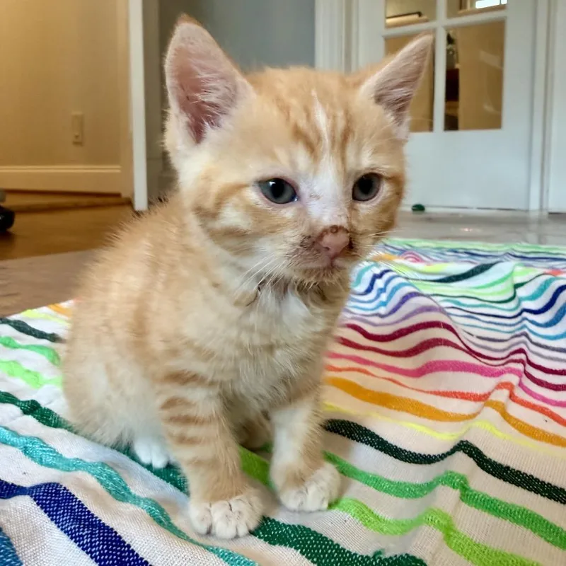 A baby small-sized male Orange / Red Domestic Short Hair cat named Malcolm for adoption in Potomac, MD