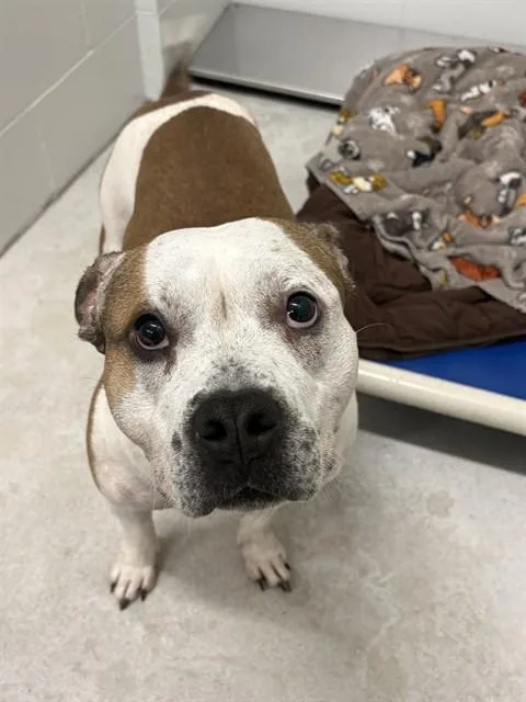 A young medium-sized male Pit Bull Terrier dog named Bucket for adoption in Minneapolis, MN