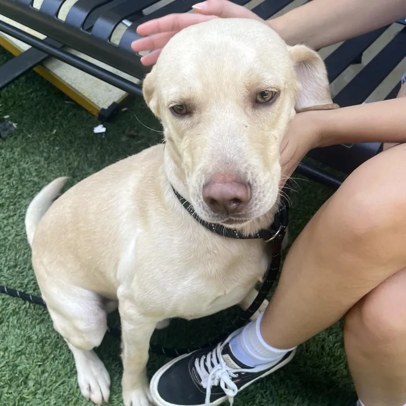 An adult medium-sized male Yellow / Tan / Blond / Fawn Labrador Retriever dog named Cooper for adoption in Belleville, IL