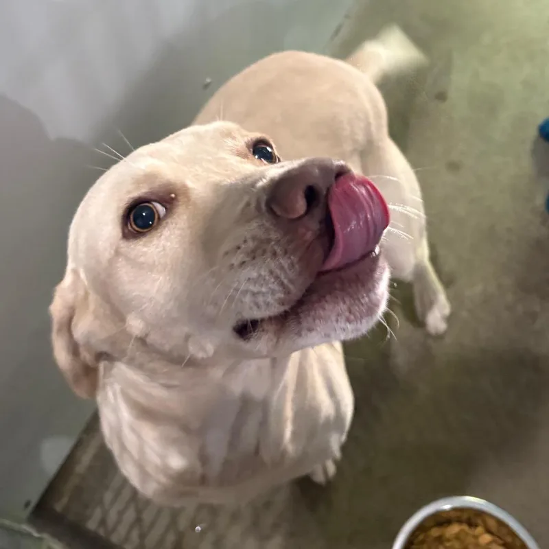 Cooper thumbnail 2