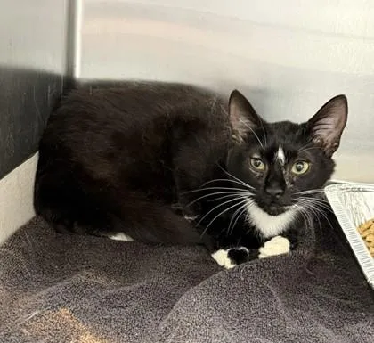A young small-sized female Black Domestic Short Hair cat named Esme for adoption in Atlanta, GA