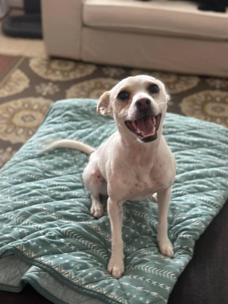 An adult small-sized female White / Cream Chihuahua dog named Kismet for adoption in San Diego, CA