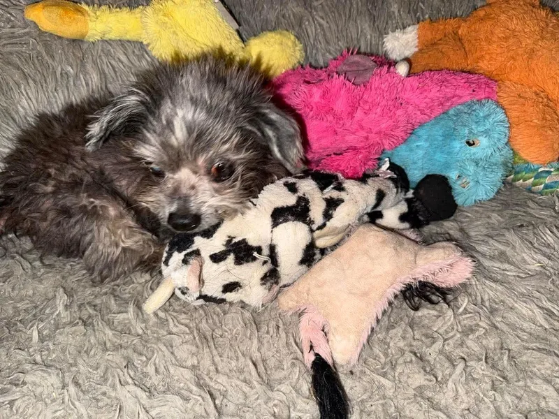 Popsicle thumbnail 2