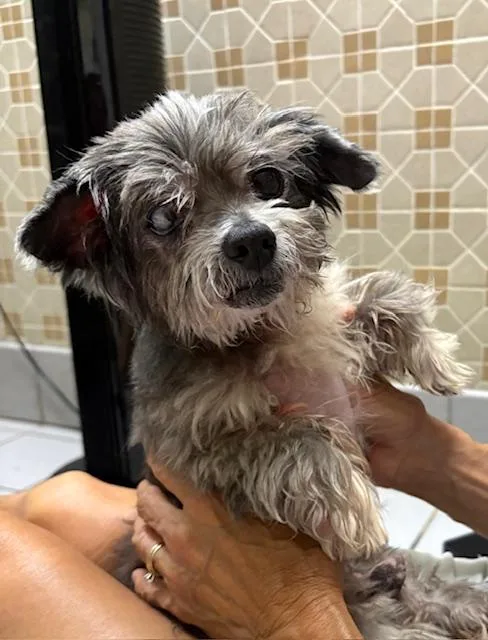 Popsicle thumbnail 3