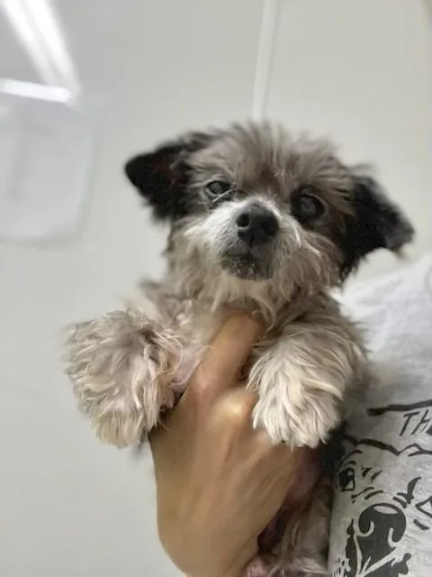 Popsicle thumbnail 4