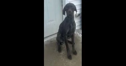 An adult large-sized male Black Pointer dog named Scout for adoption in Owenton, KY