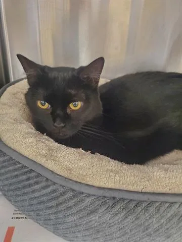 An adult medium-sized female Domestic Short Hair cat named Toulouse for adoption in Castaic, CA