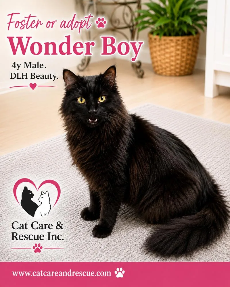 Wonder boy thumbnail 4
