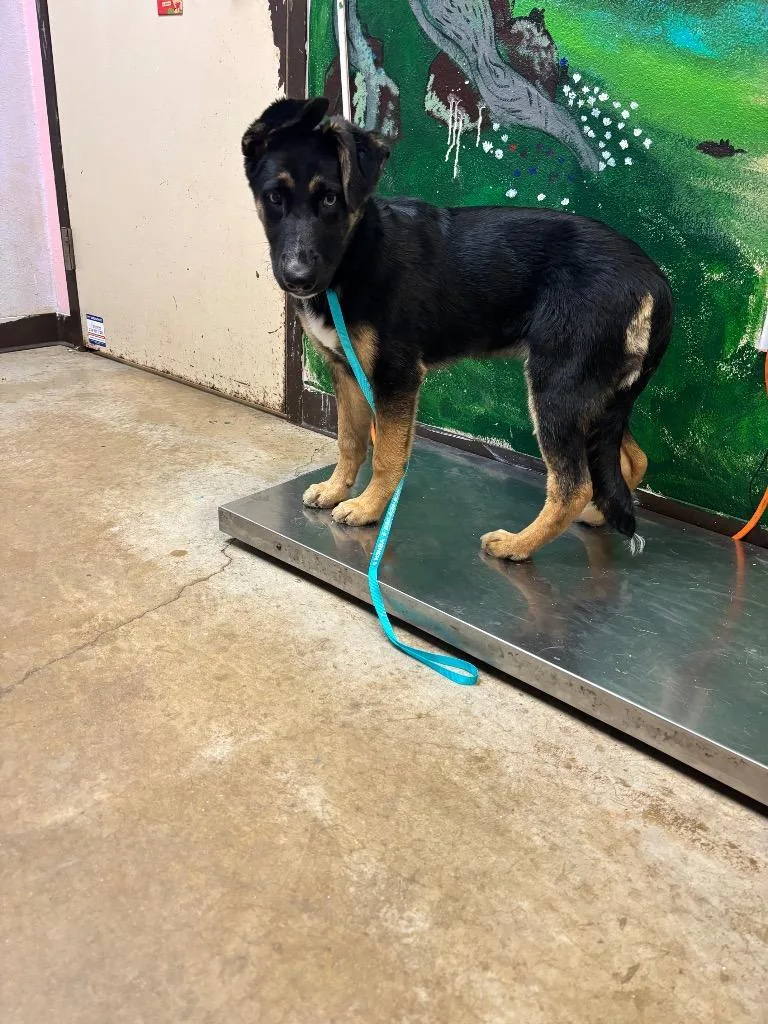 A baby medium-sized female Shepherd dog named Ivy for adoption in New Braunfels, TX