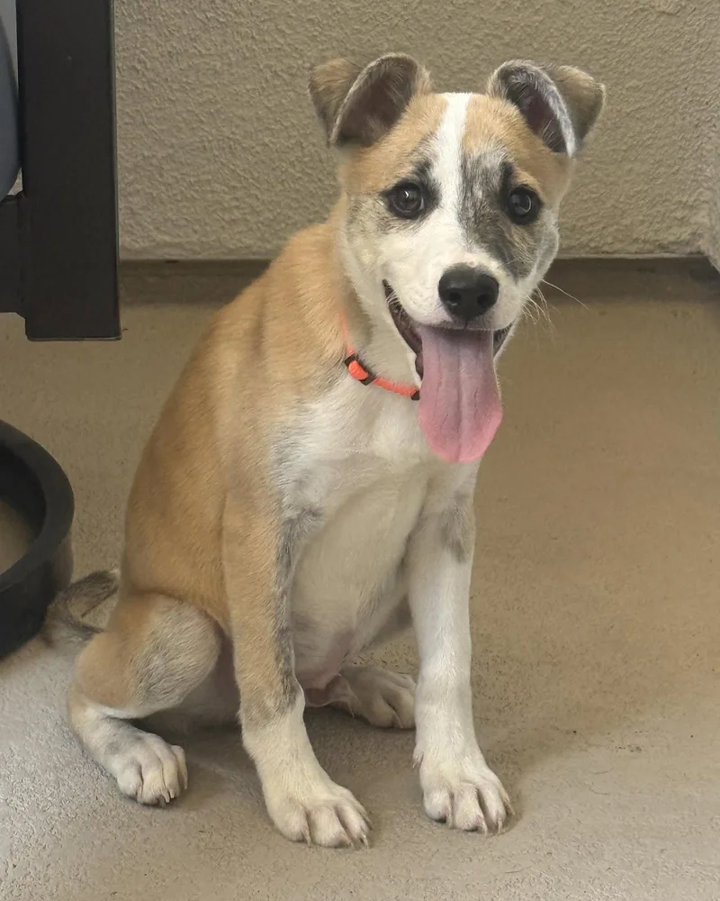 A baby medium-sized male Collie dog named Benjamin for adoption in Corona, CA