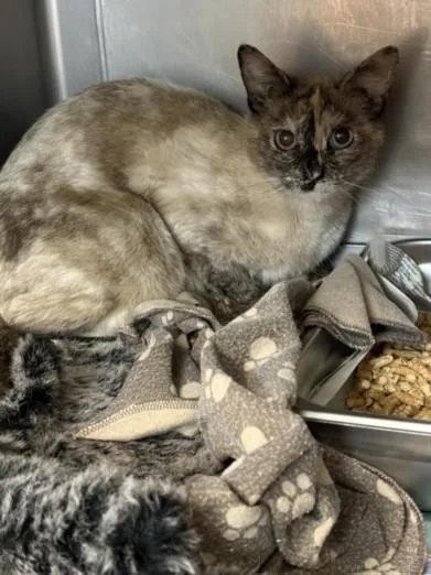 An adult medium-sized female Domestic Short Hair cat named Sky for adoption in Chatsworth, CA