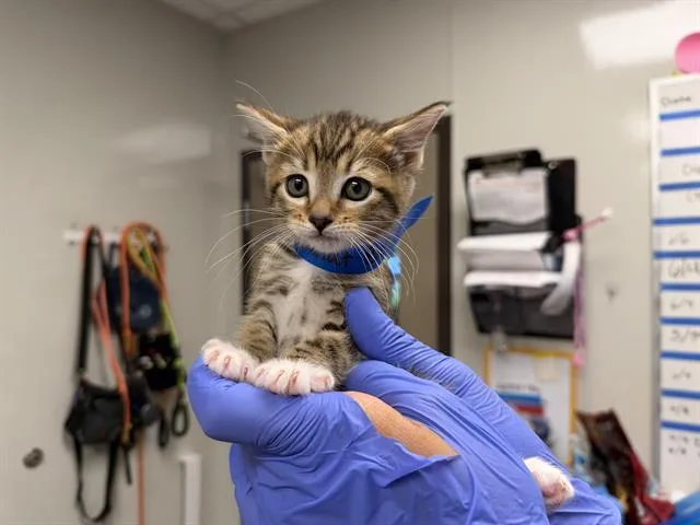 A baby small-sized female Domestic Short Hair cat named Peanut Butter for adoption in Ontario, CA