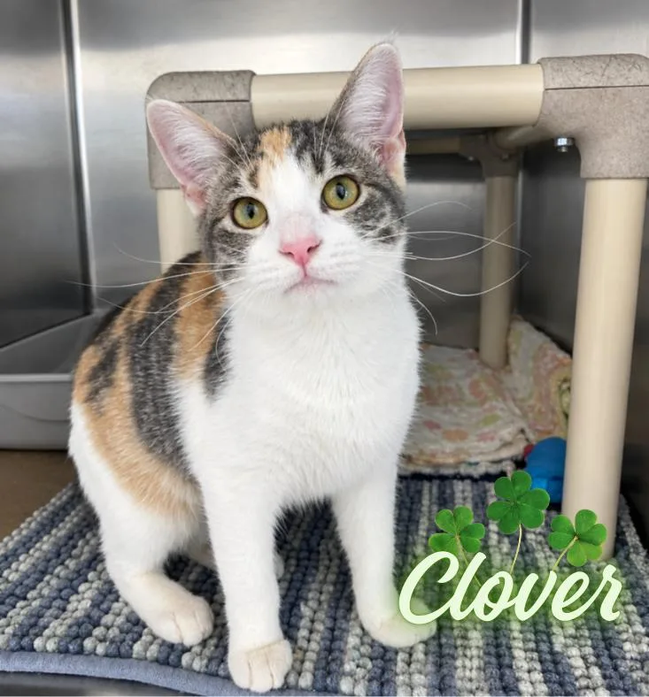 A baby medium-sized female Torbie Domestic Short Hair cat named Clover for adoption in Nevada, IA