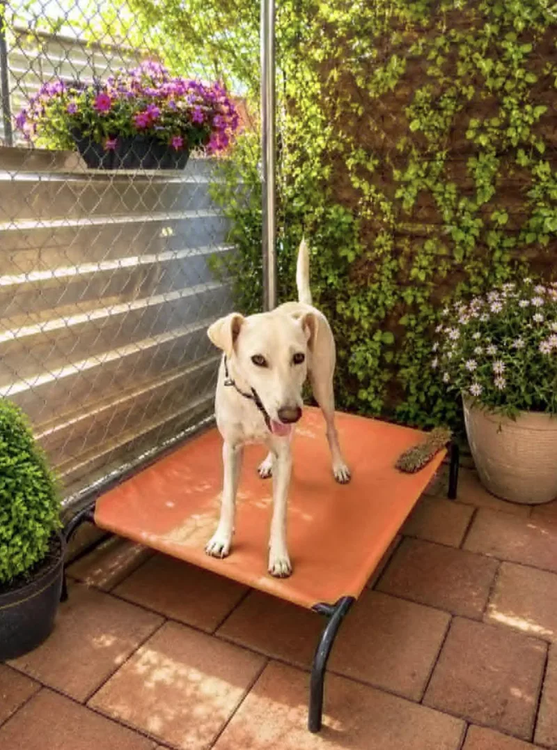 A young medium-sized female Whippet dog named Nala for adoption in Allen, TX